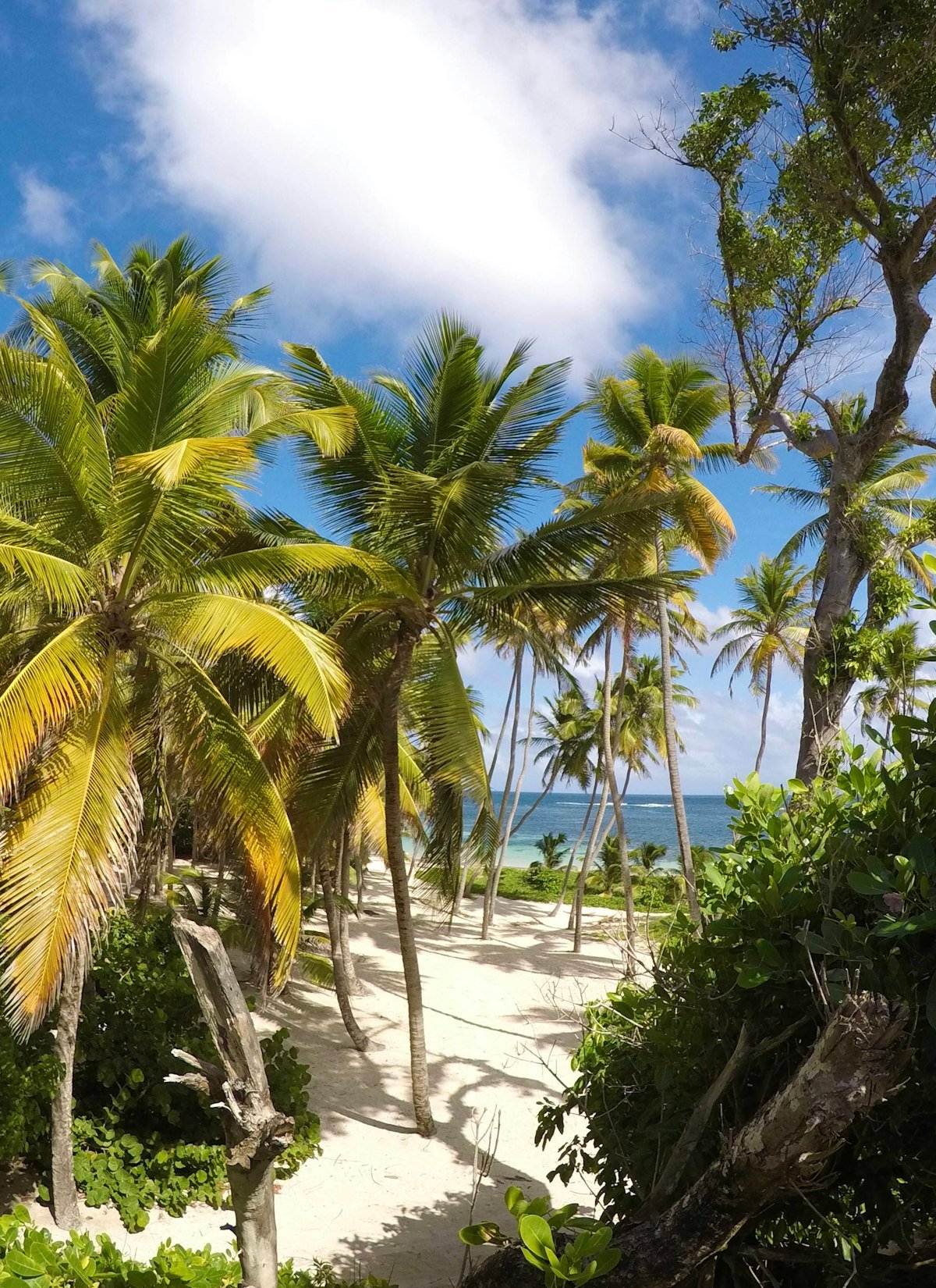 Anse Michel, plage de Sainte-Anne en Martinique